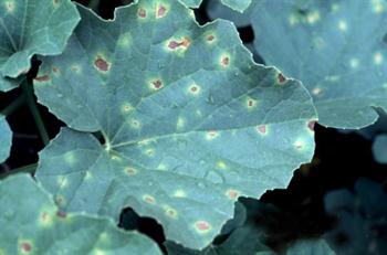 لکه برگی سرکوسپورا گیاهان زینتی